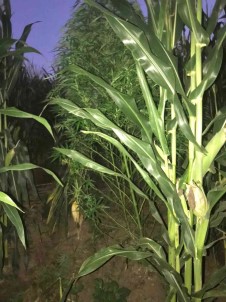 Evinde Esrar, Misir Tarlasinda Kenevir Ele Geçirildi