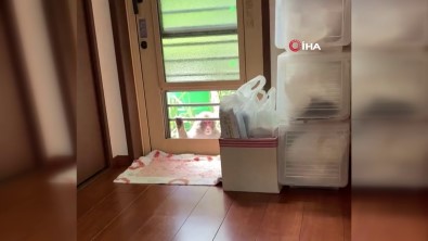 Japonya'da Maymunlarin Saldirdigi Kisi Sayisi 58'E Yükseldi