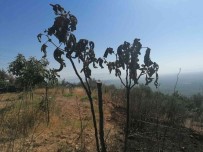 Yangindan Zarar Gören Bahçelerde Incelemede Bulunuldu