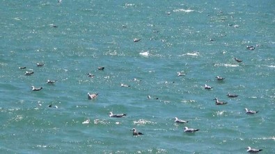 Tekirdag'da Poyraz Etkili Oluyor