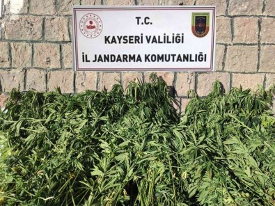 Kayseri'de Bin 125 Kök Kenevir Ele Geçirildi