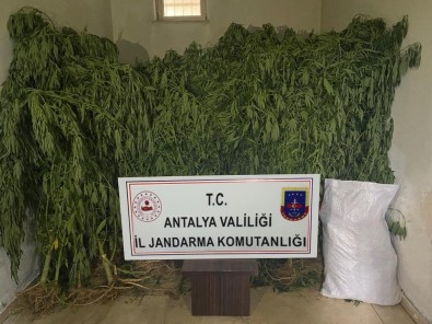 Serada Kenevir Üretimi Yapan 2 Süpheli Tutuklandi