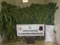 Serada Kenevir Üretimi Yapan 2 Süpheli Tutuklandi