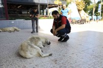 Yalova Belediyesi'nde Sokak Hayvanlarina Asi Ve Parazit Ilaci Uygulamasi