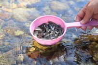 Gümüshane'de 5 Bin Yavru Alabalik Derelere Birakildi
