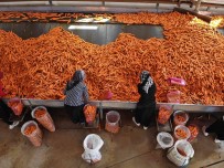 Konya Ovasi'nda 55 Bin Dekarlik Alanda Havuç Hasadi Basladi