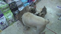 Üsküdar'da Hayvana Siddet Açiklamasi Kendisinden Kaçan Köpege Tasla Saldirdi
