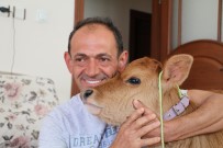 Buzagini 5'Inci Kattaki Evinde Besliyor