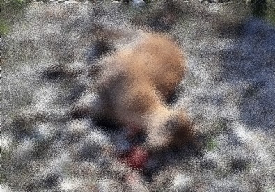 Dag Keçisi Avlayan 2 Avciya 758 Bin TL Ceza