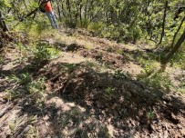 Elazig'da 513 Kök Kenevir Bitkisi Ele Geçirildi