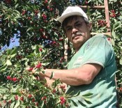 Hisarcik'ta Visnenin Kilo Fiyati 5 TL