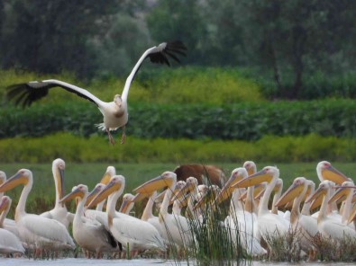 Kaz Gölü'ne Ak Pelikanlar Akin Etti