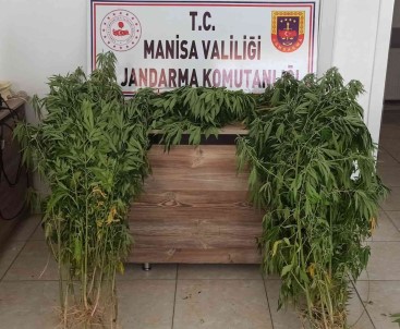 Sulama Kanalinda 87 Kök Kenevir Ele Geçirildi