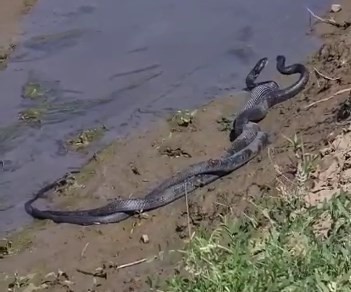 Bingöl'de 1,5 Metrelik Yilanlarin Dansi Görüntülendi