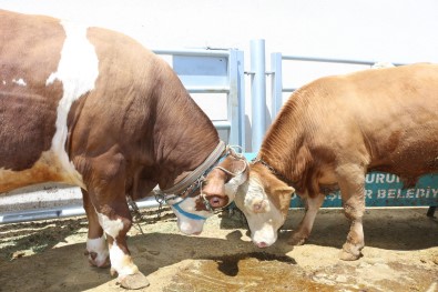 Bir Tonluk Kilosuyla Canli Hayvan Pazarinin Gözdesi 'Dadas' Isimli Boga Oldu