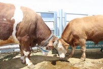 Bir Tonluk Kilosuyla Canli Hayvan Pazarinin Gözdesi 'Dadas' Isimli Boga Oldu