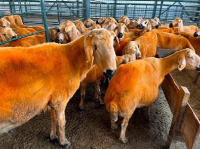 (ÖZEL) 13 Ayda 100 Kiloya Ulasan Koç Hayvan Pazarinda Alicisini Bekliyor