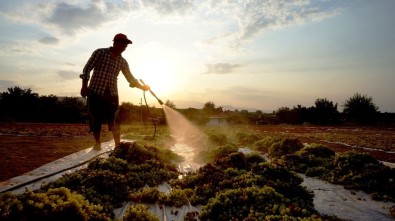 Sarigöl'de Tarim Isçi Ücretleri Belirlendi