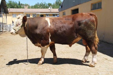 1 Ton 200 Kiloluk 'Kral' Alicisini Bekliyor