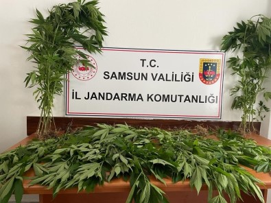 Samsun'da Arazide Ekili 85 Kök Kenevir Bitkisi Gele Geçirildi Açiklamasi 1 Kisi Tutuklandi