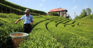 Bakan Kirişçi duyurdu! 'Çay üreticisine 749,4 milyon lira budama tazminatı ödemesi başladı!'