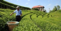 Bakan Kirişçi duyurdu! 'Çay üreticisine 749,4 milyon lira budama tazminatı ödemesi başladı!'