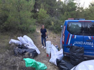 Ormanlik Alanda Bin 150 Kök Kenevir Bitkisi Bulundu