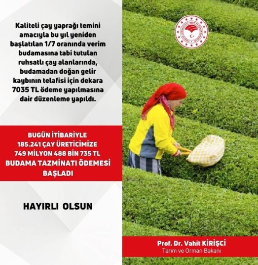 Bakan Kirişçi duyurdu! 'Çay üreticisine 749,4 milyon lira budama tazminatı ödemesi başladı!'