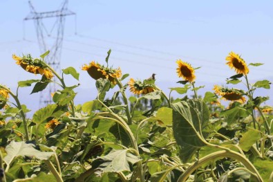 Ayçiçegi Tarlalari Hasat Için Gün Sayiyor