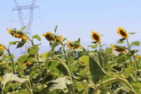 Ayçiçegi Tarlalari Hasat Için Gün Sayiyor