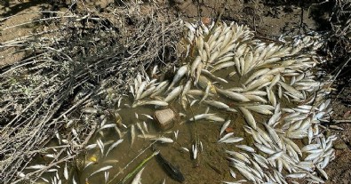 Bakanlık Bartın'daki toplu balık ölümleriyle ilgili harekete geçti!