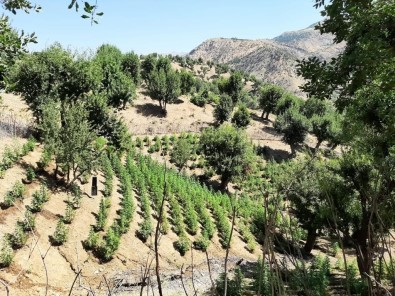 Bingöl'de 311 Bin Kök Kenevir Ele Geçirildi