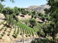 Bingöl'de  311 Bin Kök Kenevir Ele Geçirildi