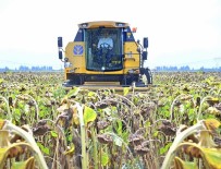 Vali Ceketini Çikartip, Biçerdöverle Ayçiçegi Hasadi Yapti