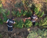 Ödemis'te Bir Araziye Ekilen Hint Keneviri Dron Ile Tespit Edildi