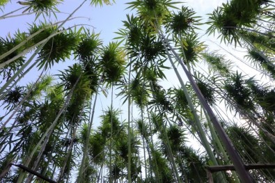 Türkiye'nin Ilk Tescilli Kenevirleri 'Vezir' Ve 'Narli'da Hasat Zamani Yaklasiyor