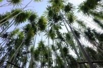 Türkiye'nin Ilk Tescilli Kenevirleri 'Vezir' Ve 'Narli'da Hasat Zamani Yaklasiyor