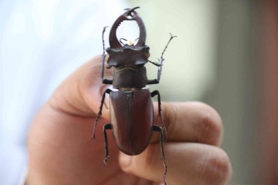 Yanan Ormanlik Alanlardan 60 Yildir Toplanan Böcekler Bu Müzede Sergileniyor