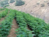 Bingöl'de 1 Milyon Kök Kenevir Ele Geçirildi