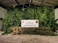 Elazig'da 68 Kök Kenevir Ve 25 Kilogram Kubar Esrar Ele Geçirildi