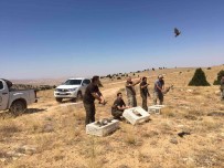 Karaman'da Dogaya 250 Kinali Keklik Salindi