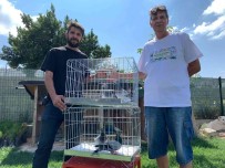 (ÖZEL) Bir Günde Bin 50 Kilometre Uçarak Kümeslerine Geri Döndüler