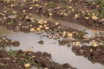 Sel Basan Tarlada Toplanmaya Bekleyen 35 Ton Patates Sular Altinda Kaldi