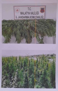Malatya'da 651 Kök Kenevir Ele Geçirildi