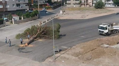 AK Parti'den yarım asırlık ağacı kesen İzmir Büyükşehir Belediyesi'ne tepki!