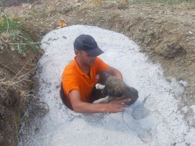 Beton Çukura Düsen 2 Yavru Köpek Kurtarildi