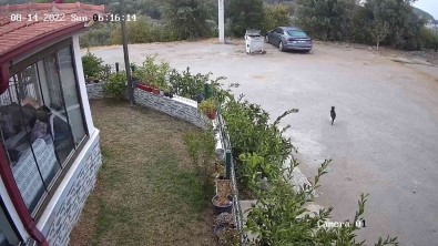 Izmir'deki 5 Büyüklügündeki Deprem Kamerada