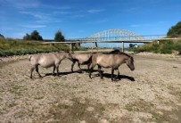 Avrupa'da kuraklık! Son 500 yılın en kötüsü, dünya endişeyle izliyor!