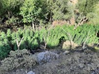 Bingöl'de 197 Bin Kök Kenevir Ele Geçirildi