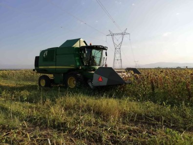 Ayçiçegi Tarlalarinda Hasat Basladi